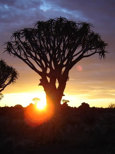 Quiver Tree Forest, Giants Playground